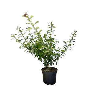 Japanische Zierquitte als Topfpflanze, grüne Blätter im Topf.