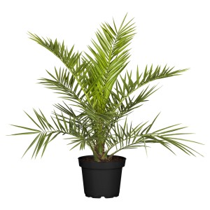 Kanarische Dattelpalme (Phoenix canariensis) im Topf, ca. 120-140 cm hoch.