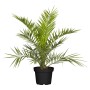 Kanarische Dattelpalme (Phoenix canariensis) im Topf, ca. 120-140 cm hoch.