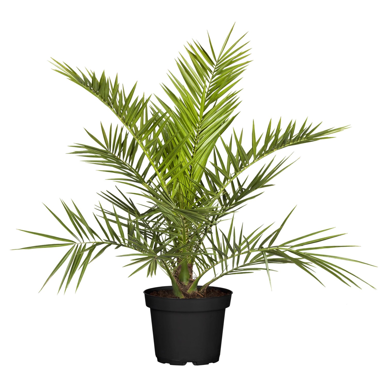GROW Kanarische Dattelpalme Höhe ca. 120 -140 cm Topf-Ø ca. 40 cm Phoenix c günstig online kaufen