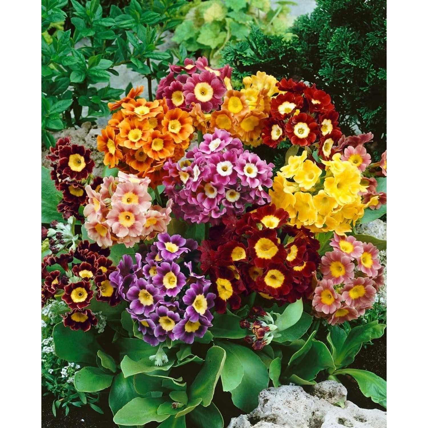 Primula X Pubescens Alpenaurikel Ca. 9x9 cm Topf günstig online kaufen