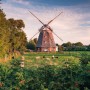 Vlies Fototapete mit einer Windmühle in ländlicher Umgebung, Schafe auf der Wiese.