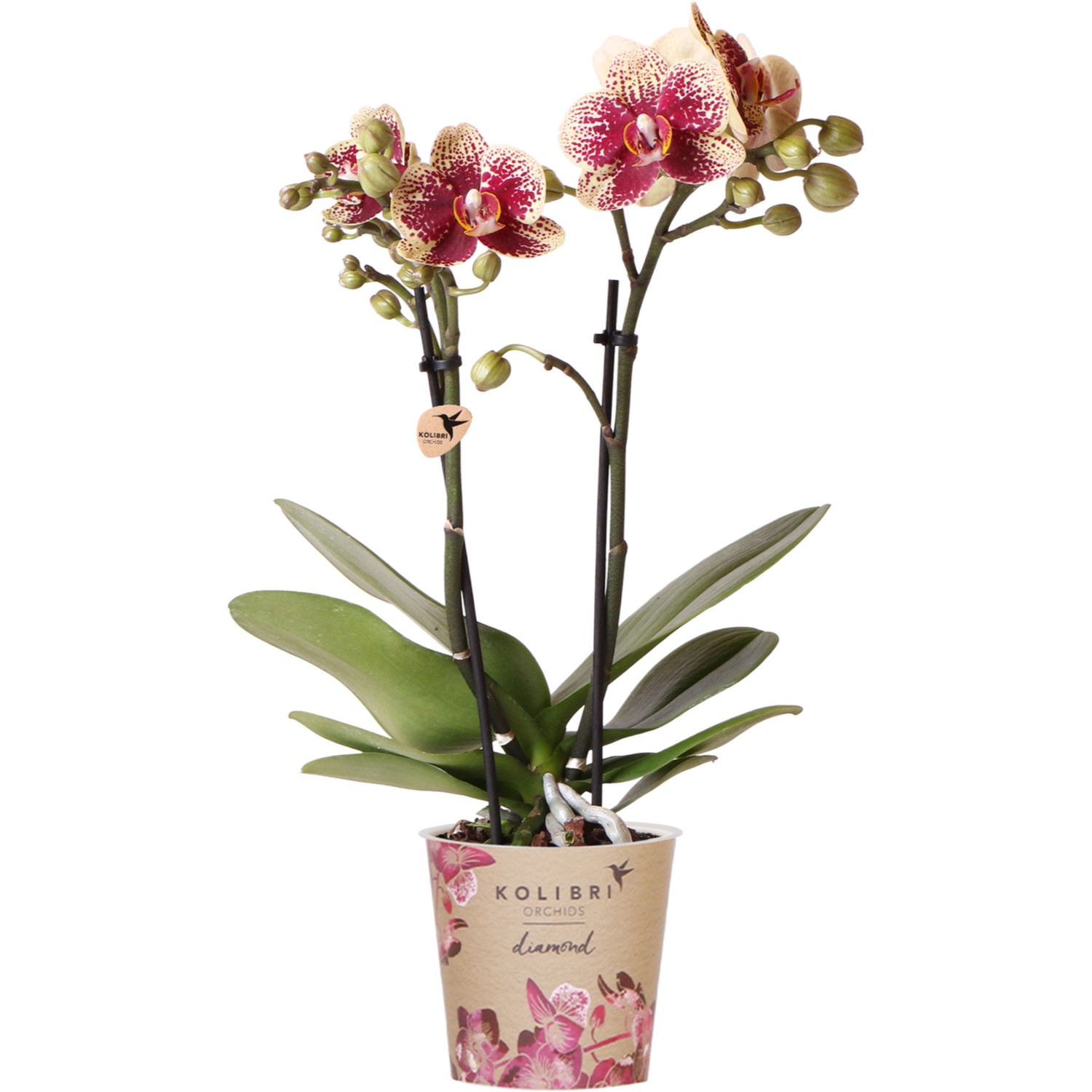 Schmetterlingsorchidee Spain Höhe ca. 35-40 cm Topf-Ø ca. 9 cm Phalaenopsis günstig online kaufen