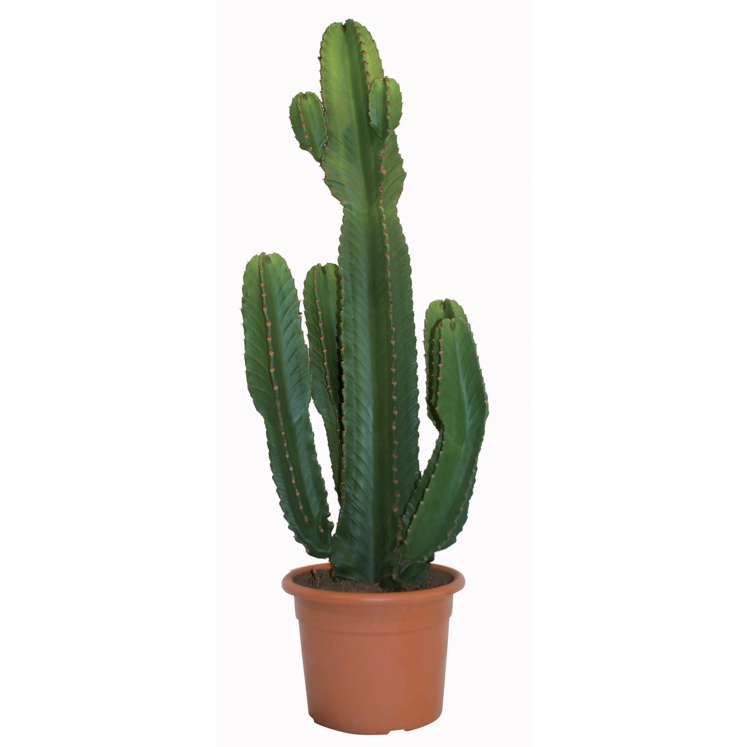 Zimmerpflanze Euphorbia Topf 40 cm kaufen bei OBI