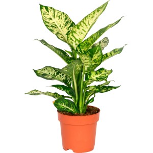 Dieffenbachie im Topf, ca. 50-55 cm hoch. Grünpflanze mit auffälliger Blattzeichnung.