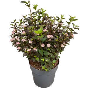 Blasenspiere 'Magical Sweet Cherry Tea' im Topf, ca. 30-40 cm hoch, mit rosa-weißen Blüten und dunklem Laub.