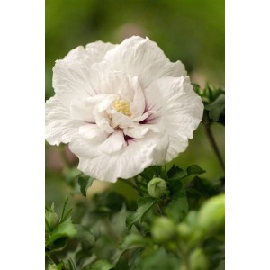 Nahaufnahme einer strahlend weißen, gefüllten Blüte des Hibiscus Syriacus Garten-Eibisch.