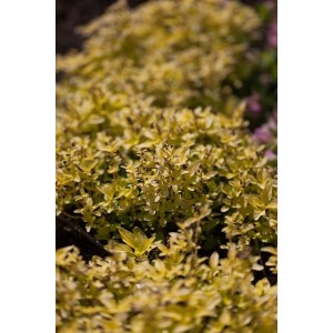 Goldgelber Oregano (Origanum Vulgare Aureum) im 9x9 cm Topf, buschig wachsend.