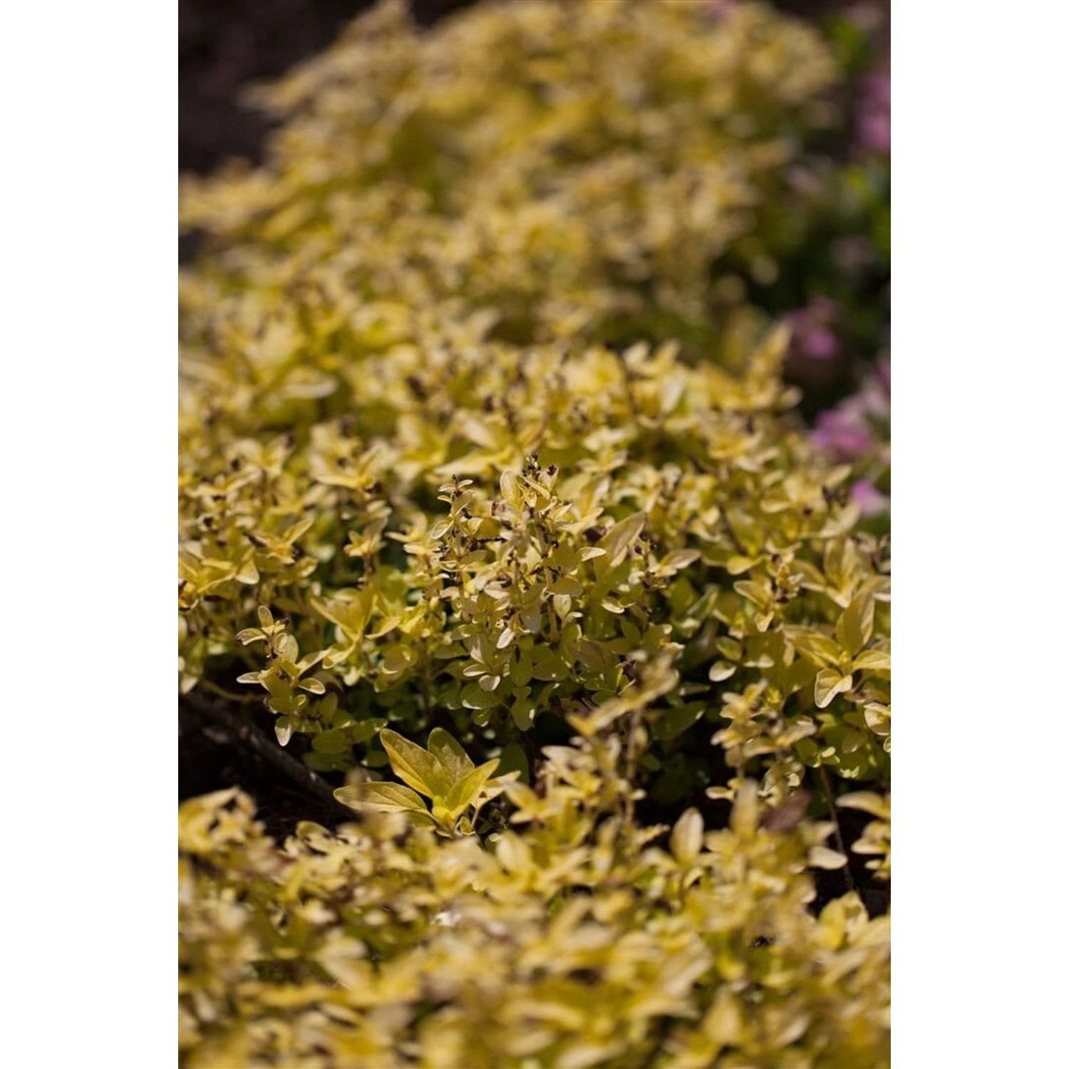 Origanum Vulgare Aureum Oregano Ca. 9x9 cm Topf günstig online kaufen