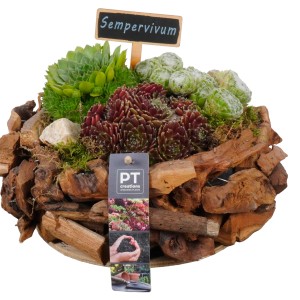 Hauswurz-Trio in Holzschale (Ø 24cm): Immergrüne Sempervivum-Pflanzen für den Außenbereich.