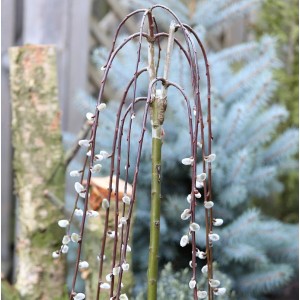 Hängende Kätzchenweide als Hochstamm (Salix caprea Pendula) mit silbrigen Kätzchen.