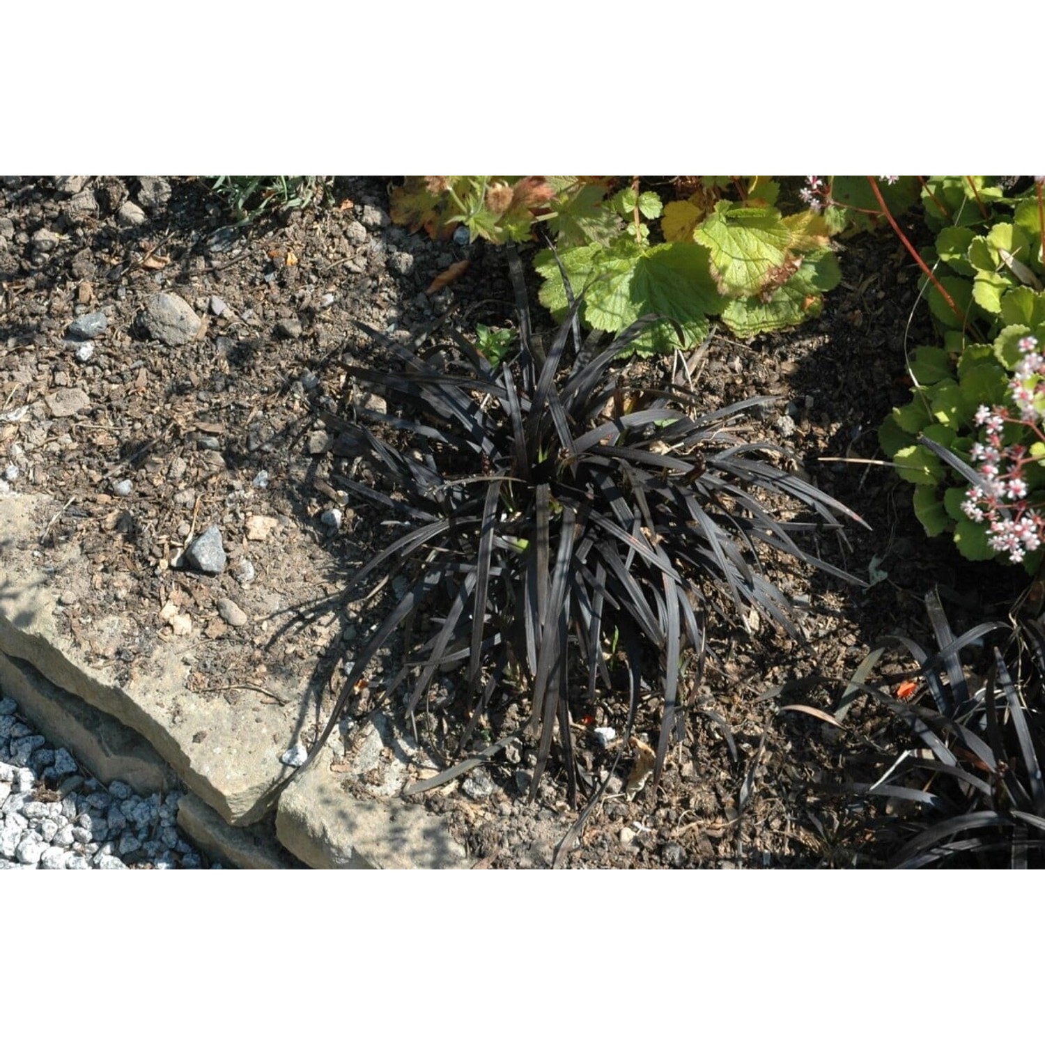 Ophiopogon Planiscapus Nigrescens Schlangenbart Schwarz Ca. 9x9 cm Topf günstig online kaufen