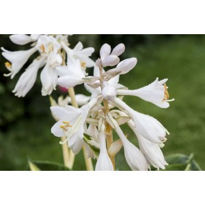 Nahaufnahme der weißen Blüten der Hosta Sieboldiana 'Great Expectations' Funkie.