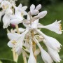 Nahaufnahme der weißen Blüten der Hosta Sieboldiana 'Great Expectations' Funkie.