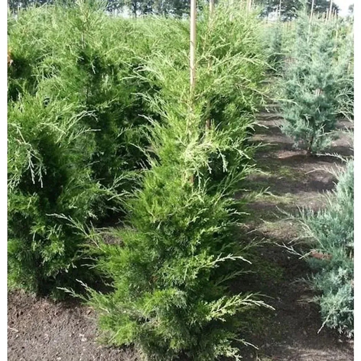 Zypressen Wacholder Canaeetii 100-125cm - Juniperus virginiana