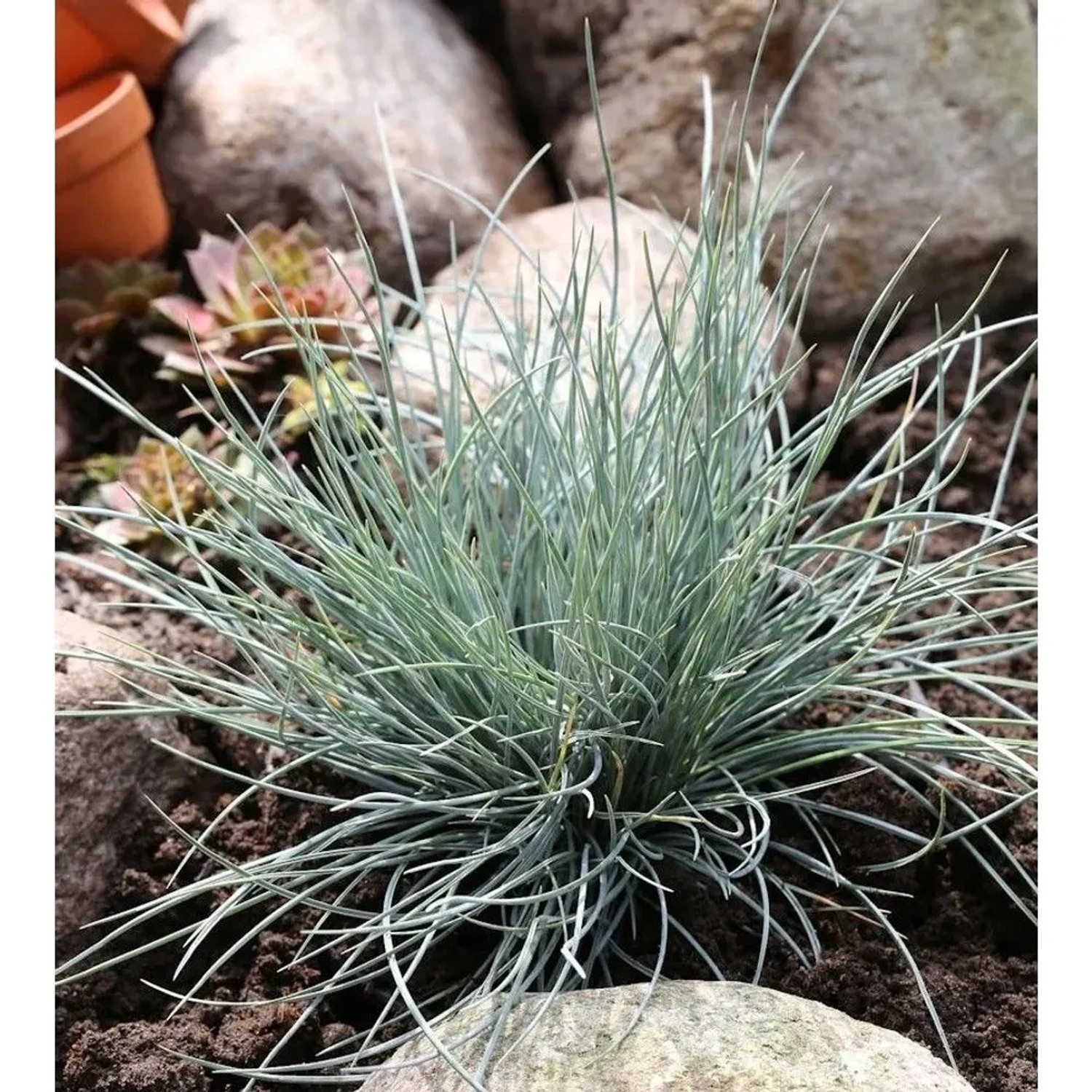 Blauschwingel Eisvogel - Festuca ovina