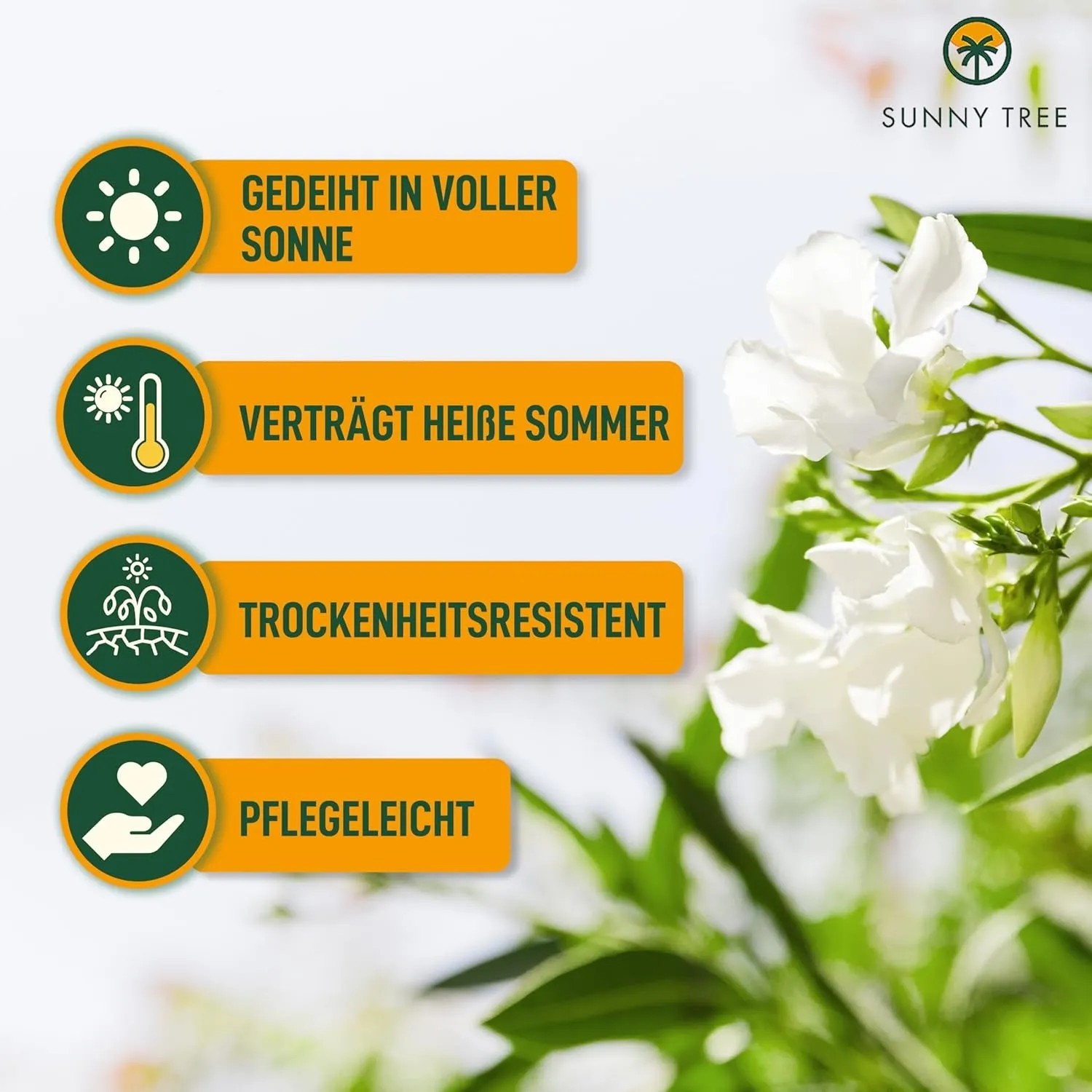 Detailaufnahme: Weiß blühender Sunny-Tree Oleander, Kübelpflanze mit Hinweisen zu Standort, Pflegeleichtigkeit und Hitzeresistenz.