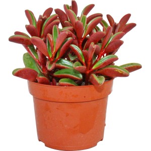 Rotblättriger Zwergpfeffer (Peperomia graveolens) im Topf, Sukkulente mit roten Blättern.