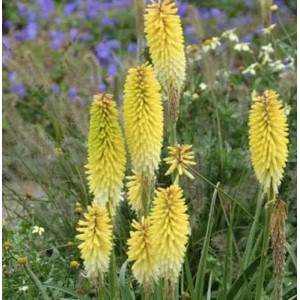 Gelbe Fackellilie 'Green Jade' (Kniphofia Hybrid) im Gartenbeet.