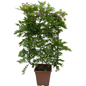 Blauregen Yokohama Fuji im Topf, ca. 90 cm hoch, mit violetten Blüten und grünen Blättern an Rankhilfe.
