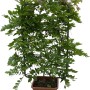 Blauregen Yokohama Fuji im Topf, ca. 90 cm hoch, mit violetten Blüten und grünen Blättern an Rankhilfe.