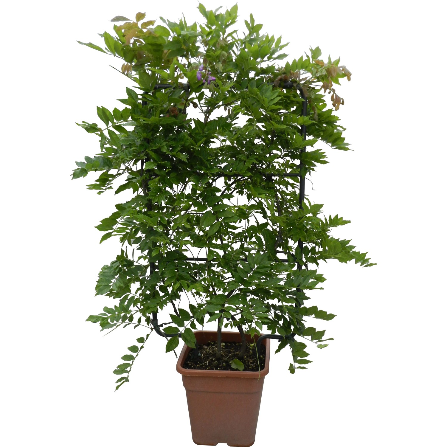 bonsai for home Exquisite Assortment of Bonsai Trees with Ceramic Pot - Miniature Trees