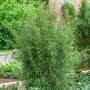 Gartenbambus Jiuzhaigou-4 (Fargesia) mit grünen Blättern im Garten.