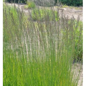 Riesen Pfeifengras 'Fontäne' im Garten: Hohe, grüne Stauden mit filigranen Blütenständen.