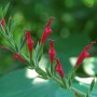Nahaufnahme von Ananas-Salbei (Salvia) mit roten Blüten, Topf-Ø ca. 12 cm, Küchenkräuter.