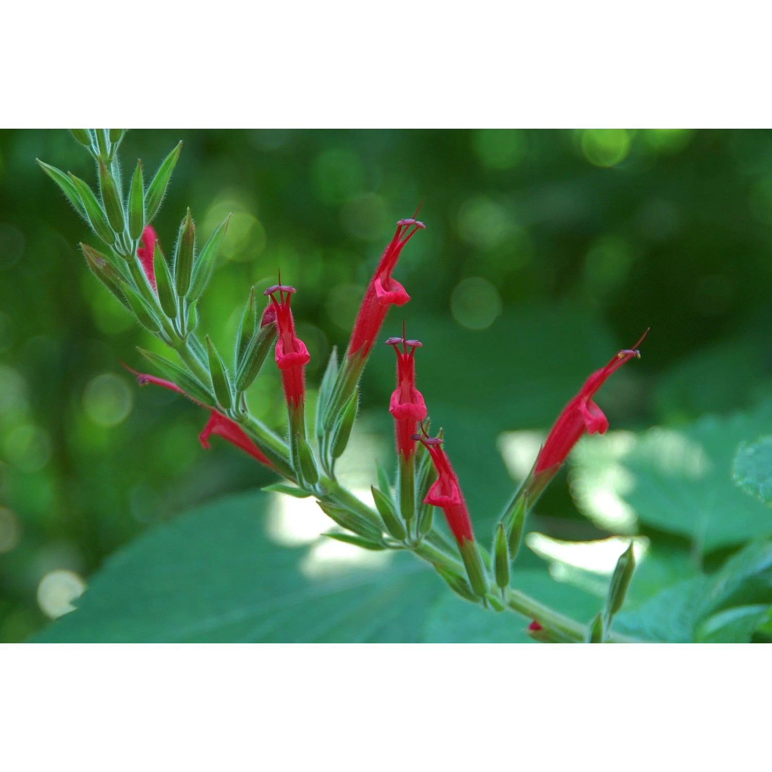 Nahaufnahme von Ananas-Salbei (Salvia) mit roten Blüten, Topf-Ø ca. 12 cm, Küchenkräuter.