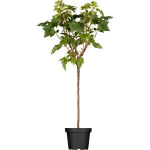 GROW by OBI Bio Johannisbeere Schwarz im Topf, ca. 60-80cm hoch.