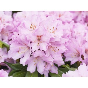 Nahaufnahme der zartrosa Blüten der Rhododendron Dufthecke® Rosa. Ideal für Hecken und Gärten.