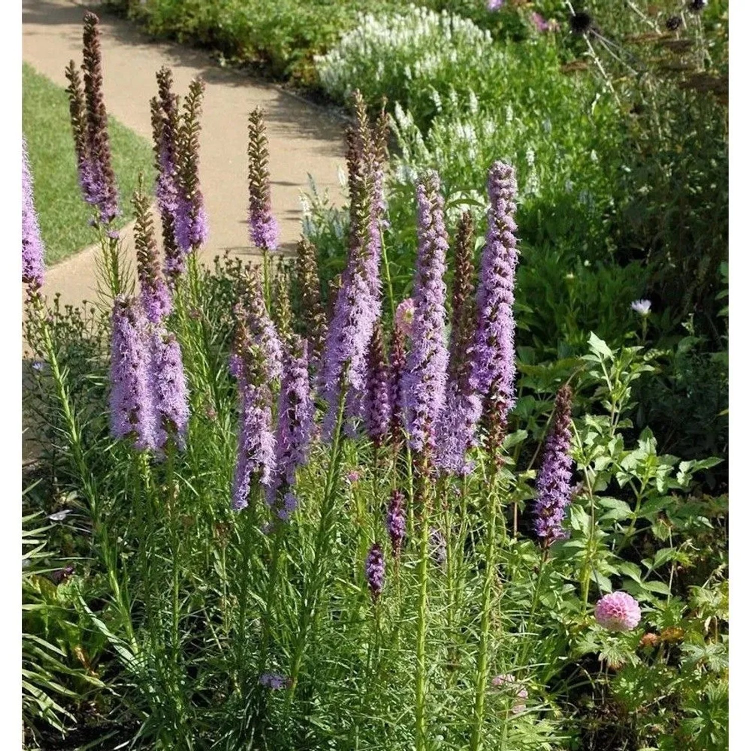 Prachtscharte Floristan Violett - großer Topf - Liatris spicata