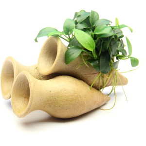 Aquariumpflanze: Dennerle Garnelen Amphore mit Anubias Barteri Var. Nana Bonsai auf drei Tonamphoren.