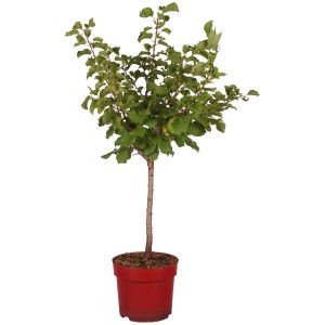 Zwergaprikose "Orange Beauty" Höhe ca. 45 cm Topf ca. 7,5 l Prunus armeniaca