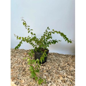 Baumfink Perlmuttstrauch im Topf, ca. 40-60cm hoch. Zierstrauch mit grünen Blättern.