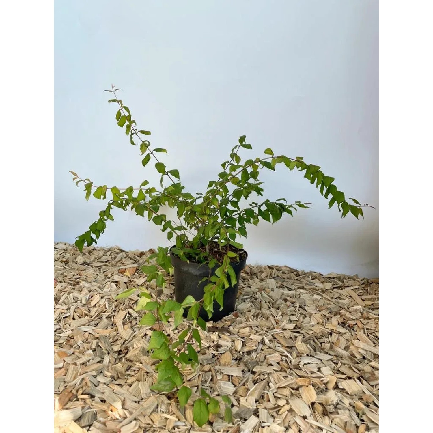 Baumfink Perlmuttstrauch im Topf, ca. 40-60cm hoch. Zierstrauch mit grünen Blättern.