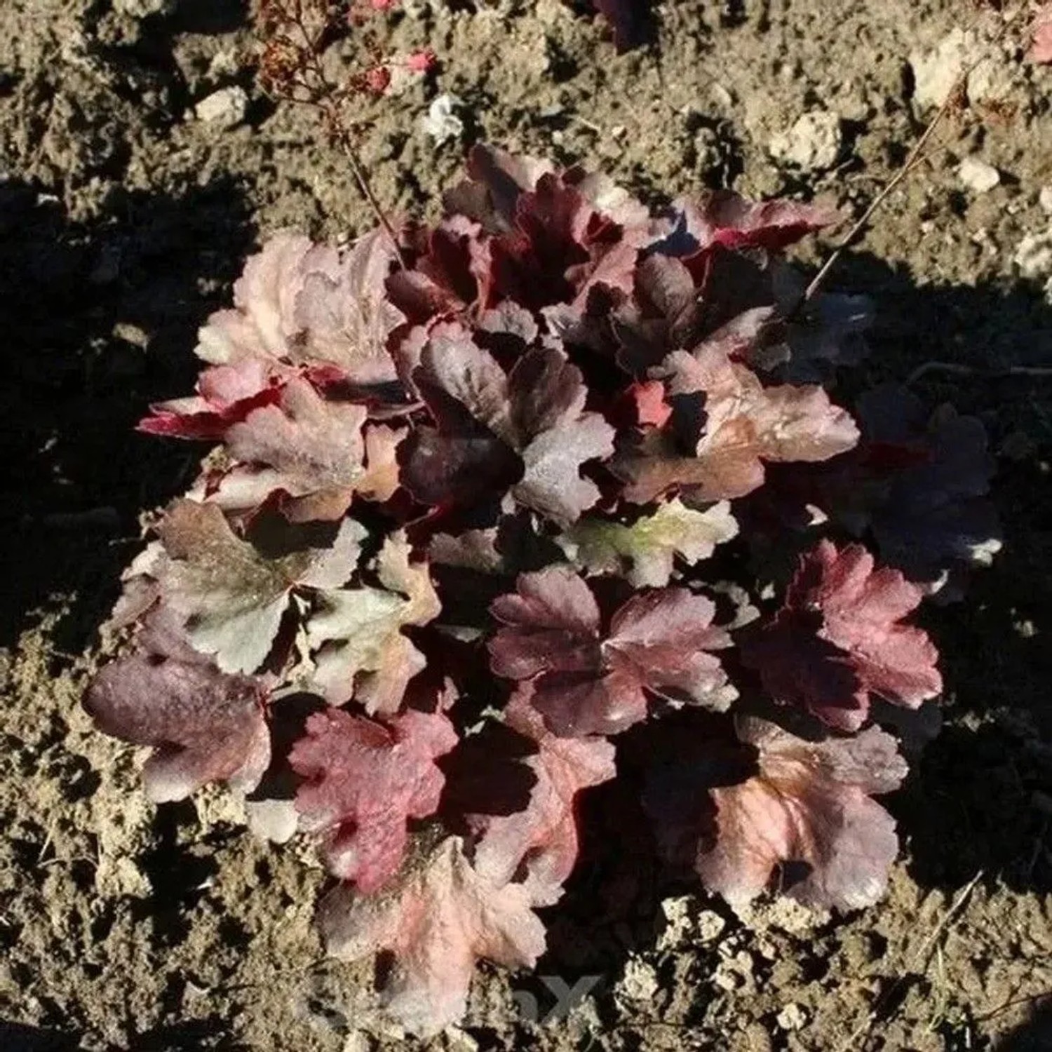 Purpurglöckchen Cherry Cola - Heuchera micrantha