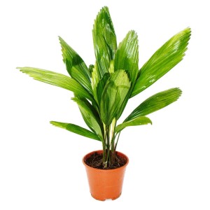 Exotenherz Strahlenpalme (Licuala grandis) im 13cm Topf. Zimmerpalme mit grünen, fächerartigen Blättern.