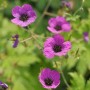 Lebendige violette Blüten des Schwarzäugigen Storchschnabels (Geranium psilostemon) mit dunklen Zentren.