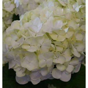 Nahaufnahme einer weißen Bauernhortensie Everbloom White Wonder Blüte.