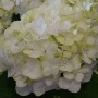 Nahaufnahme einer weißen Bauernhortensie Everbloom White Wonder Blüte.