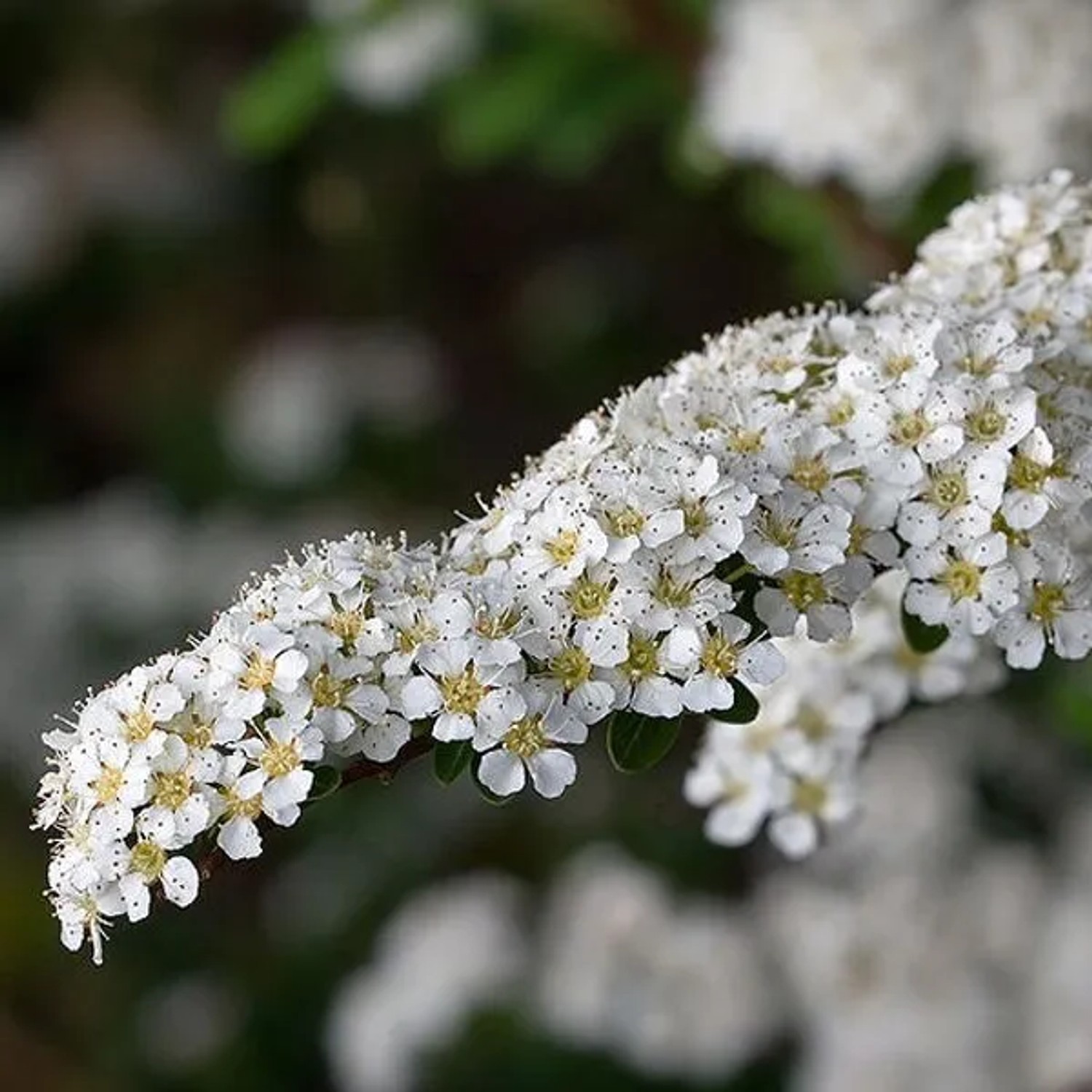 arborix Brautspiere Spiraea Arguta 40 Bis 60 Cm Im Container Reichblühend