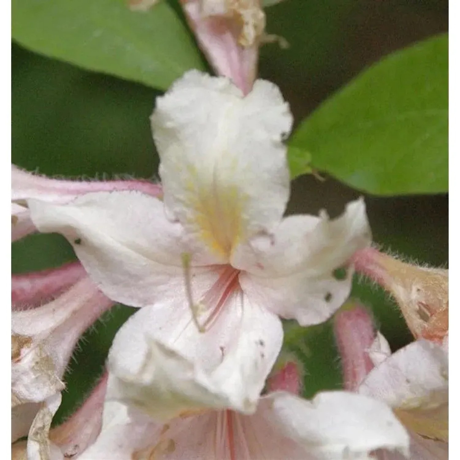 Wildart Rhododendron 40-50cm - Rhododendron arborescens