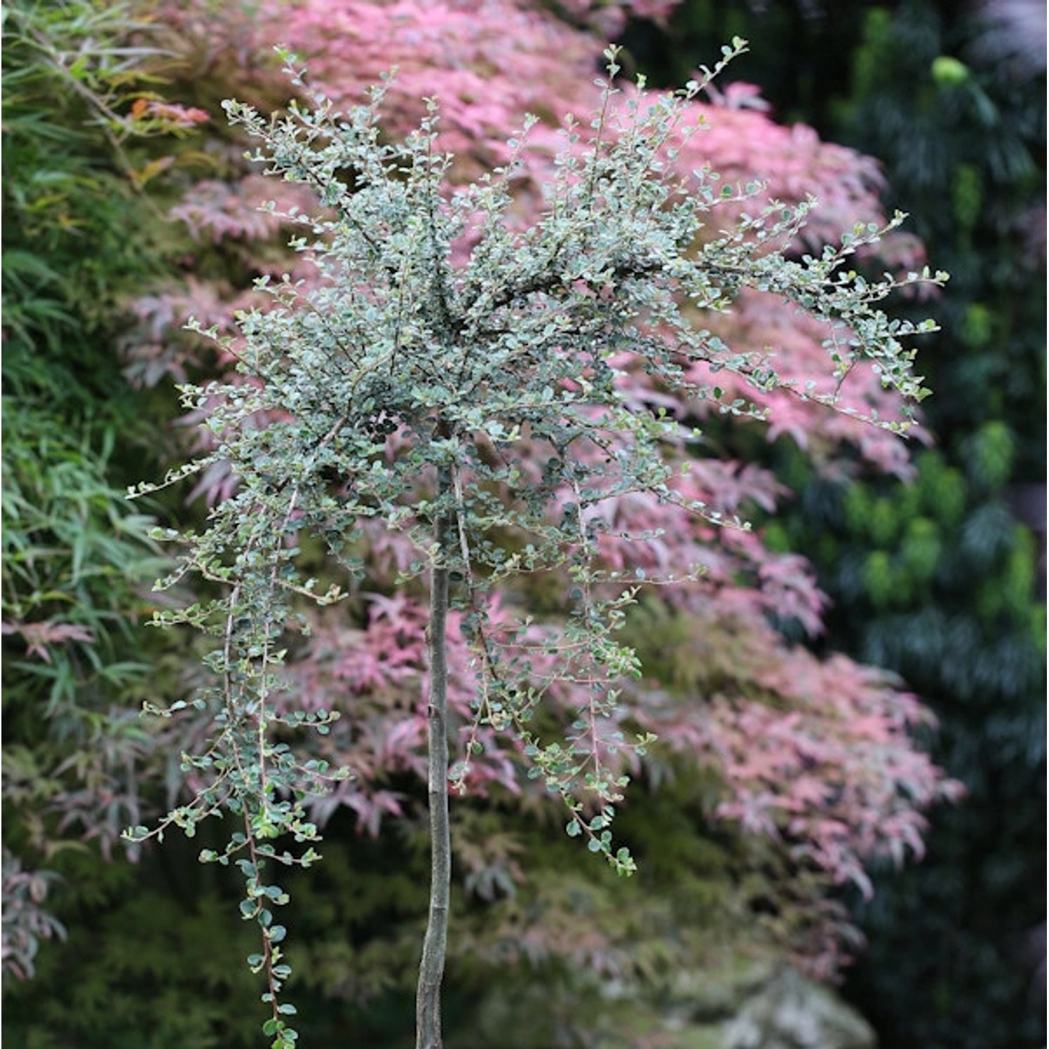 Hochstamm Kleinblättrige Zwergmispel 60-80cm - Cotoneaster cochleatus günstig online kaufen