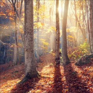Leinwandbild: Mystic Forest VI, 27x27 cm. Waldszene mit Sonnenstrahlen und Herbstlaub.