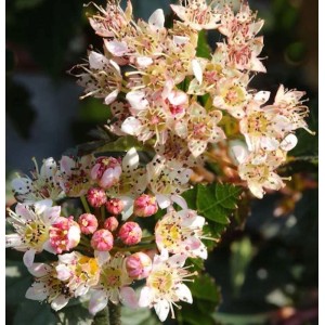 Blüten der Blasenspiere Little Devil (Physocarpus opulifolius), Nahaufnahme.