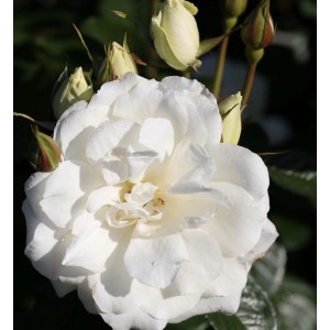 Nahaufnahme einer weißen Floribundarose 'Princess of Wales' mit Knospen.