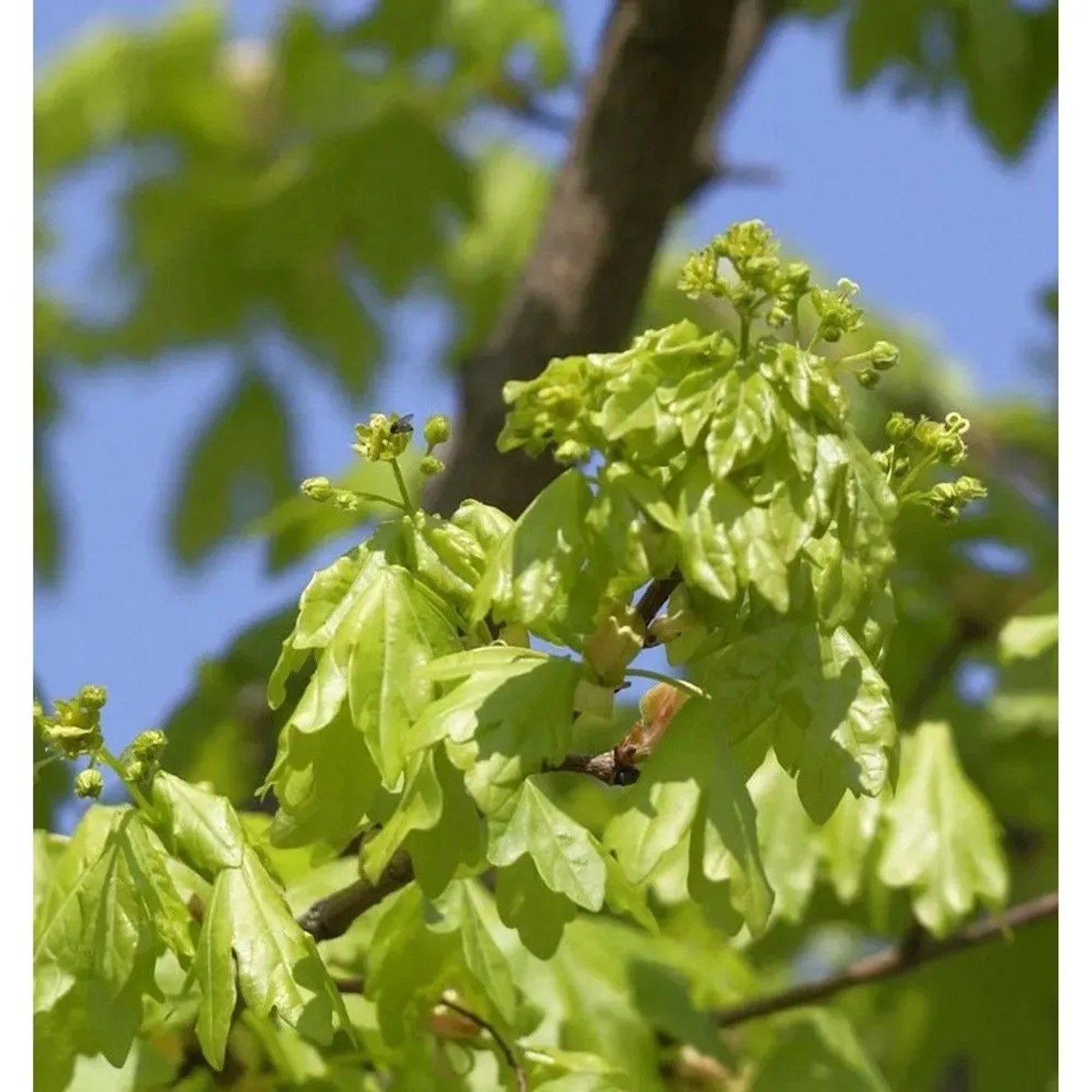 Hochstamm Säulen-Feldahorn  Street Pilla 125-150cm - Acer campestre
