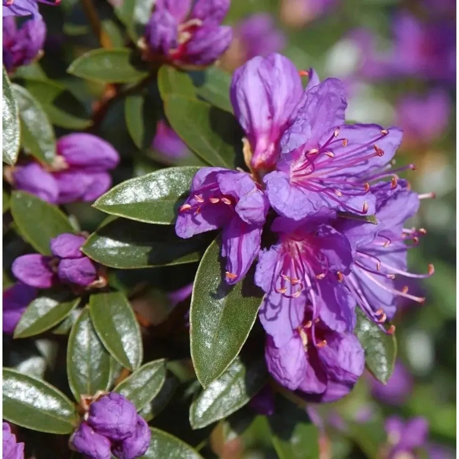 Zwerg Rhododendron Blue Wonder 30-40cm - Rhododendron russatum - Zwerg Alpenrose